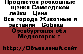 Продаются роскошные щенки Самоедской лайки › Цена ­ 40 000 - Все города Животные и растения » Собаки   . Оренбургская обл.,Медногорск г.